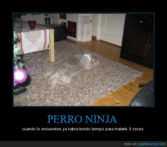 perro,perpectiva,ninja